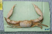 藏品(長手隆背蟹)的圖片